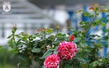 Hàng nghìn bông hoa hồng Bulgaria khoe sắc ở Công viên nước Hồ Tây